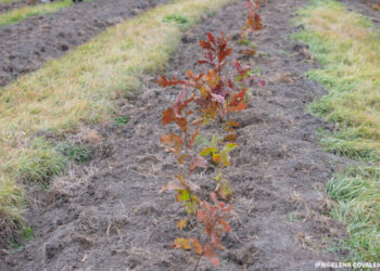 Moldova are o rată de împădurire alarmant de scăzută: doar 11%, ministru