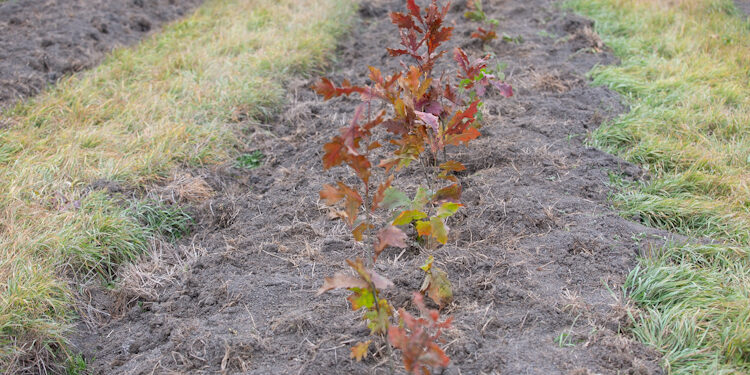 Moldova are o rată de împădurire alarmant de scăzută: doar 11%, ministru