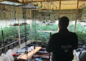 Operatiune de amploare împotriva traficului de droguri: 169 de plante de marijuana confiscate în Chișinău
