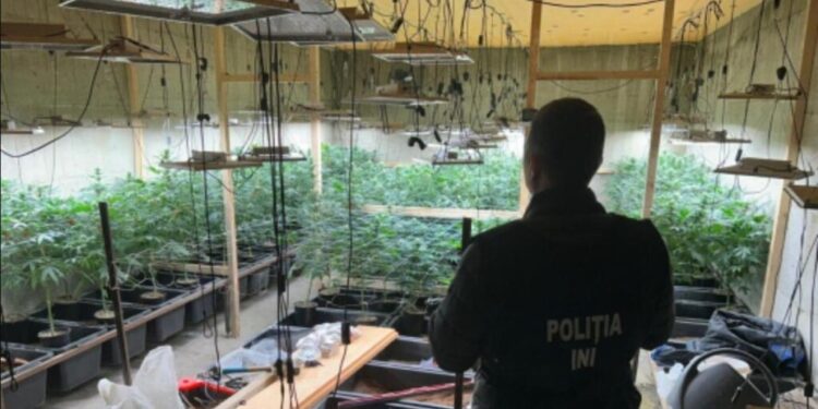 Operatiune de amploare împotriva traficului de droguri: 169 de plante de marijuana confiscate în Chișinău