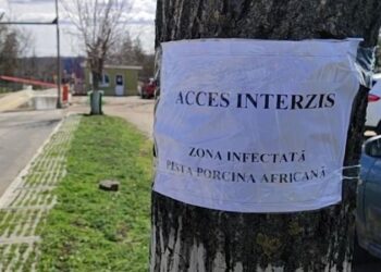 Focar de pestă porcină africană la o fermă din Roșcani