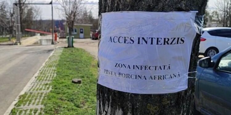 Focar de pestă porcină africană la o fermă din Roșcani