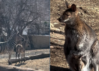 Baby Boom la Grădina Zoologică din Chișinău