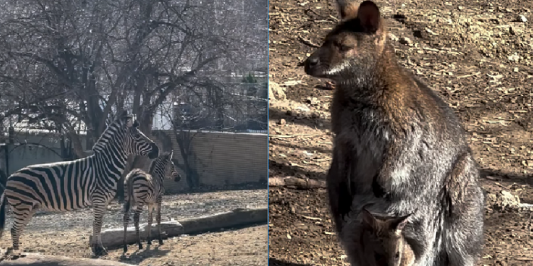 Baby Boom la Grădina Zoologică din Chișinău