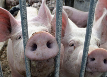 Noi focare de pestă porcină, gripă aviară și rabie în Moldova