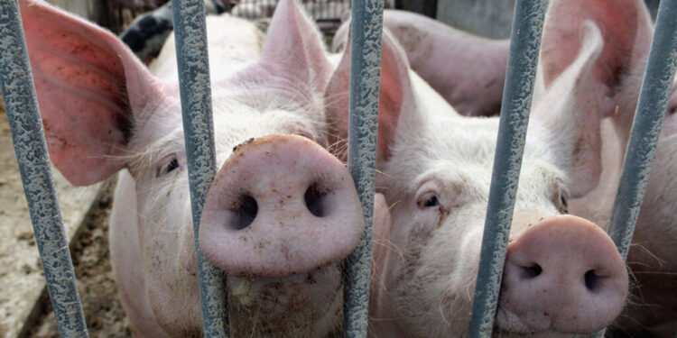 Noi focare de pestă porcină, gripă aviară și rabie în Moldova