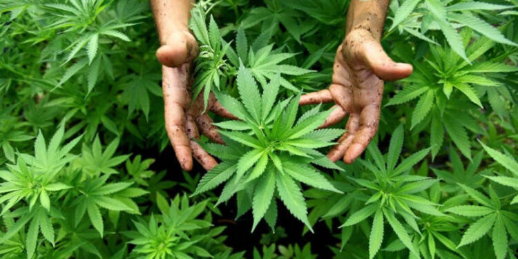 Prima autorizație pentru cultivarea cânepii industriale, eliberată