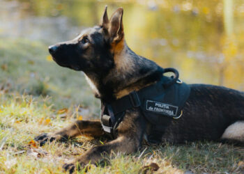 Poliția de Frontieră deschide un centru chinologic modern pentru câinii de serviciu