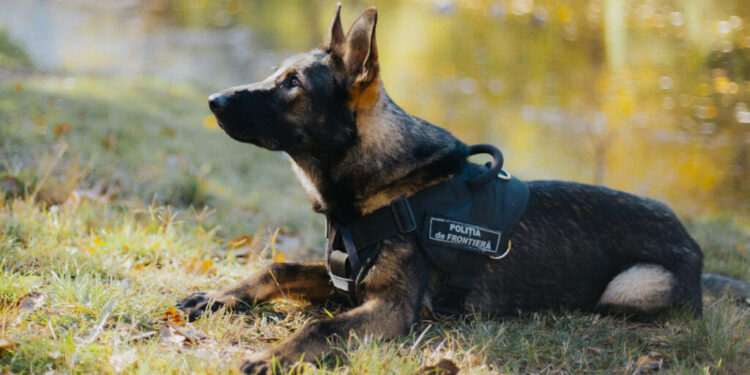 Poliția de Frontieră deschide un centru chinologic modern pentru câinii de serviciu