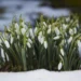 Prognoza meteo pentru 1 martie