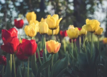 Prognoza meteo pentru 8 martie