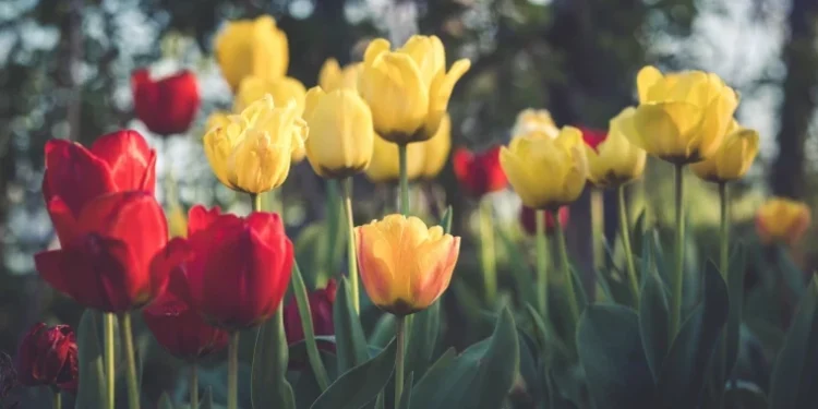 Prognoza meteo pentru 8 martie