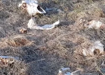 Peste 100 de cranii de bovine descoperite pe malul Nistrului, în apropiere de Criuleni