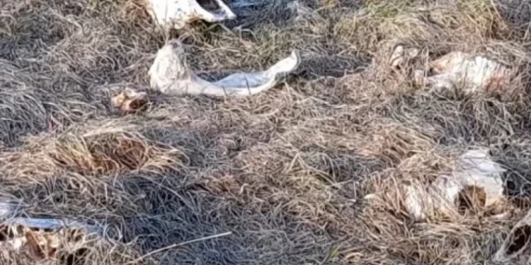 Peste 100 de cranii de bovine descoperite pe malul Nistrului, în apropiere de Criuleni
