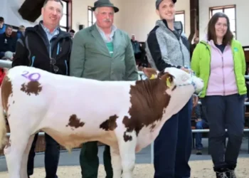 Un vițel din rasa Fleckvieh, în vârstă de 3 luni și jumătate, a fost vândut pentru 140.000 de euro la o licitație din Weilheim, Bavaria. Provenind dintr-o linie genetică valoroasă, animalul a fost apreciat pentru calitățile sale genetice remarcabile și rezistența la boli. Deși s-a născut prematur, acesta are o speranță de viață lungă și o sănătate deosebită