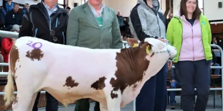 Un vițel din rasa Fleckvieh, în vârstă de 3 luni și jumătate, a fost vândut pentru 140.000 de euro la o licitație din Weilheim, Bavaria. Provenind dintr-o linie genetică valoroasă, animalul a fost apreciat pentru calitățile sale genetice remarcabile și rezistența la boli. Deși s-a născut prematur, acesta are o speranță de viață lungă și o sănătate deosebită