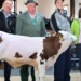 Un vițel din rasa Fleckvieh, în vârstă de 3 luni și jumătate, a fost vândut pentru 140.000 de euro la o licitație din Weilheim, Bavaria. Provenind dintr-o linie genetică valoroasă, animalul a fost apreciat pentru calitățile sale genetice remarcabile și rezistența la boli. Deși s-a născut prematur, acesta are o speranță de viață lungă și o sănătate deosebită