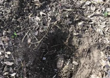 Proprietarii unei gospodării au găsit o grenadă în curtea locuinței