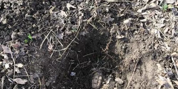 Proprietarii unei gospodării au găsit o grenadă în curtea locuinței