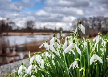 Fără precipitații semnificative: temperaturi între -6°C și +11°C
