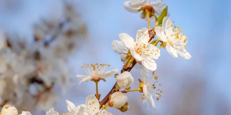 Meteorologii au anunțat vreme frumoasă și mai caldă