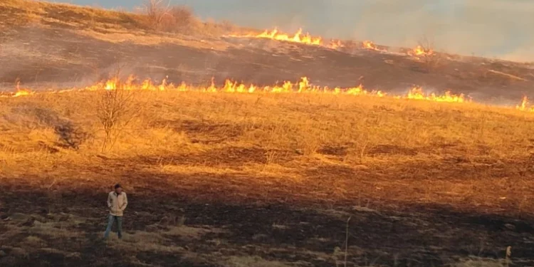 Un bărbat din nordul țării, surprins cum dă foc la vegetație uscată