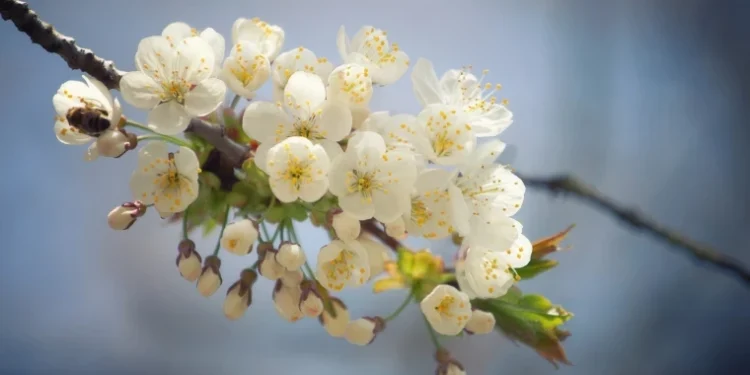 Primăvara și-a reintrat în drepturi: vremea s-a încălzit