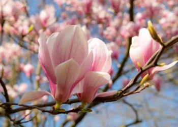 Prognoza meteo pentru 22 martie