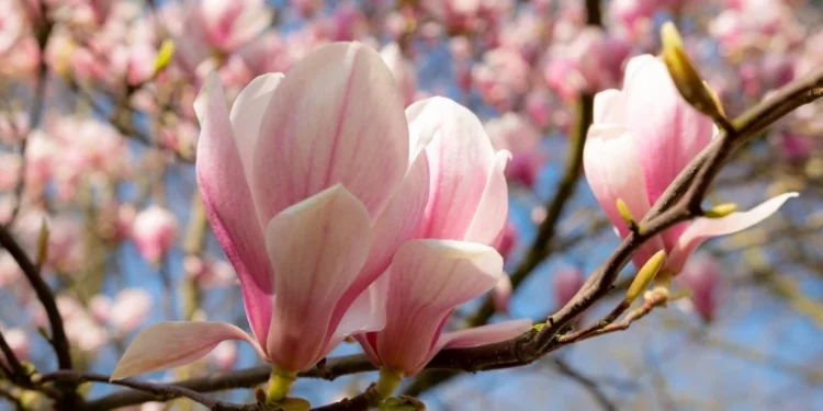 Prognoza meteo pentru 22 martie