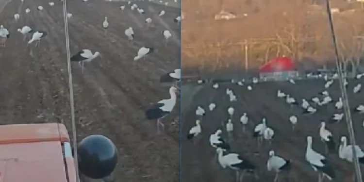 Stoluri de cocostârci surprinse în localitățile din centrul țării