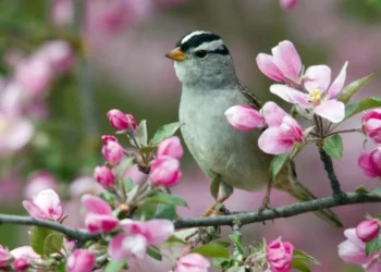 Meteorologii au prognozat vreme variabilă și ploi slabe în toată țara