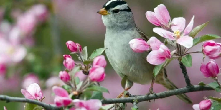 Meteorologii au prognozat vreme variabilă și ploi slabe în toată țara
