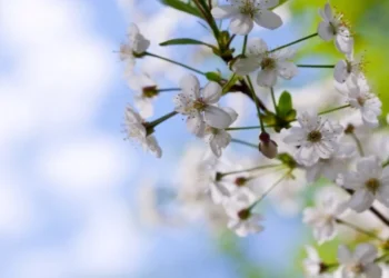 Vreme Variabilă Astăzi: Detalii Despre Temperaturile din Toată Țara