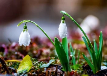 Prognoza vremii pentru 31 martie