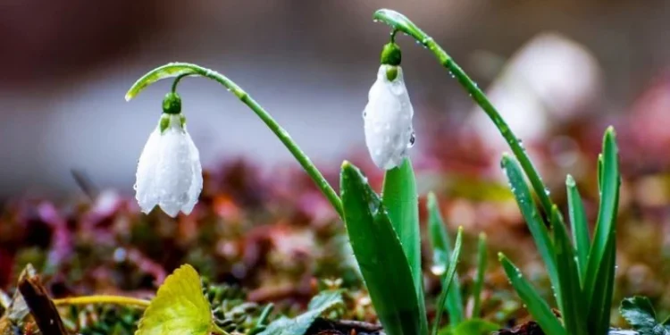 Prognoza vremii pentru 31 martie