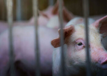 Pesta porcină la ferma din Roșcani: Peste 2.000 de porci sacrificați în această dimineață