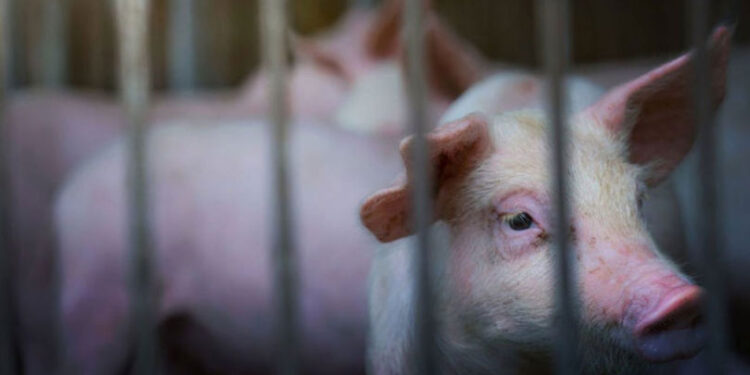 Pesta porcină la ferma din Roșcani: Peste 2.000 de porci sacrificați în această dimineață