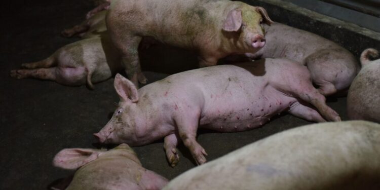 Locul de îngropare al porcilor infectați cu pesta porcină africană din Anenii Noi nu va afecta locuitorii din zonă, asigură autoritățile