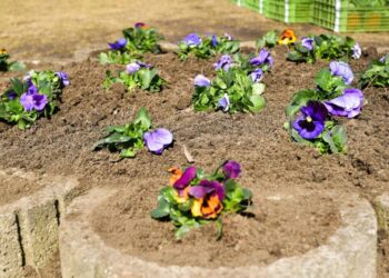 Mii de viole în Orhei au înfrumusețat ziua de naștere a lui Ilan Șor