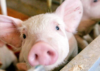 Focar de pestă porcină africană confirmat în Copceac, Găgăuzia