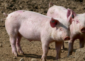 Focar de pestă porcină africană la ferma din Anenii Noi: Mii de porci vor fi  sacrificați |VIDEO