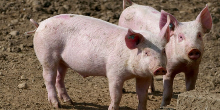 Focar de pestă porcină africană la ferma din Anenii Noi: Mii de porci vor fi sacrificați |VIDEO