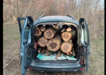 Tăiere ilegală de arbori în Taraclia: Daune de 150.000 de lei