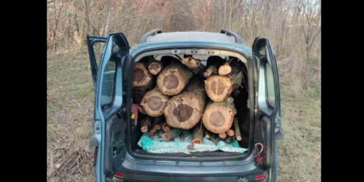 Tăiere ilegală de arbori în Taraclia: Daune de 150.000 de lei