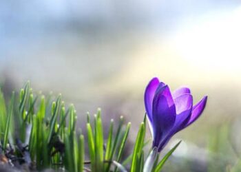 Vreme caldă astăzi, cu 20°C în timpul după-amiezii