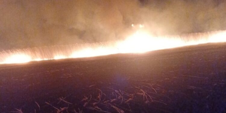 Incendiu de vegetație în sudul Moldovei: Pompierii din Cahul au stins flăcările