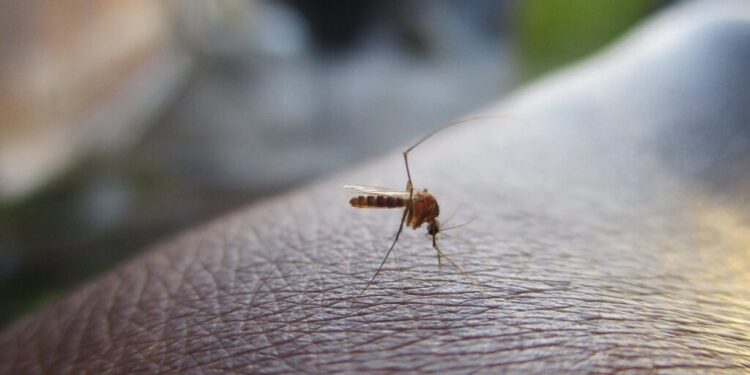 În Bali, peste 6.000 de persoane s-au îmbolnăvit de febra dengue, printre care mulți turiști
