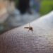 În Bali, peste 6.000 de persoane s-au îmbolnăvit de febra dengue, printre care mulți turiști