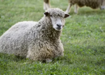 Autoritățile au ținut secret că oi vii cumpărate din România au dus pentru prima oară în istorie ciuma, în Austria