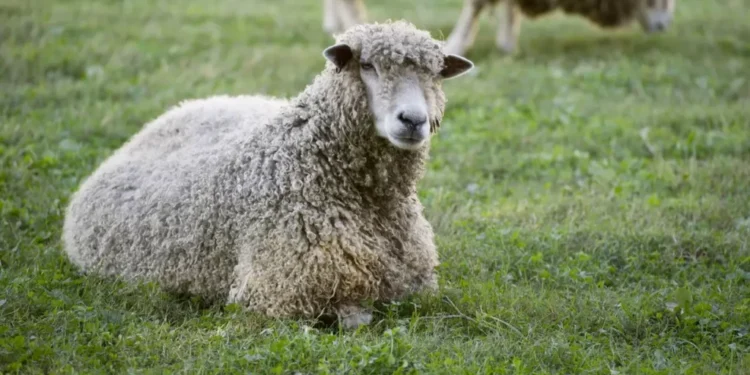 Autoritățile au ținut secret că oi vii cumpărate din România au dus pentru prima oară în istorie ciuma, în Austria